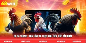 Đá gà thomo - Loại hình cá cược kinh điển, hấp dẫn nhất